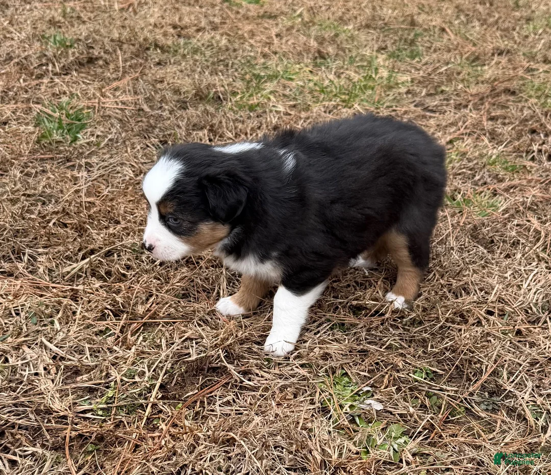Australian Shepherd dogs for sale: Jenny - Ad 4