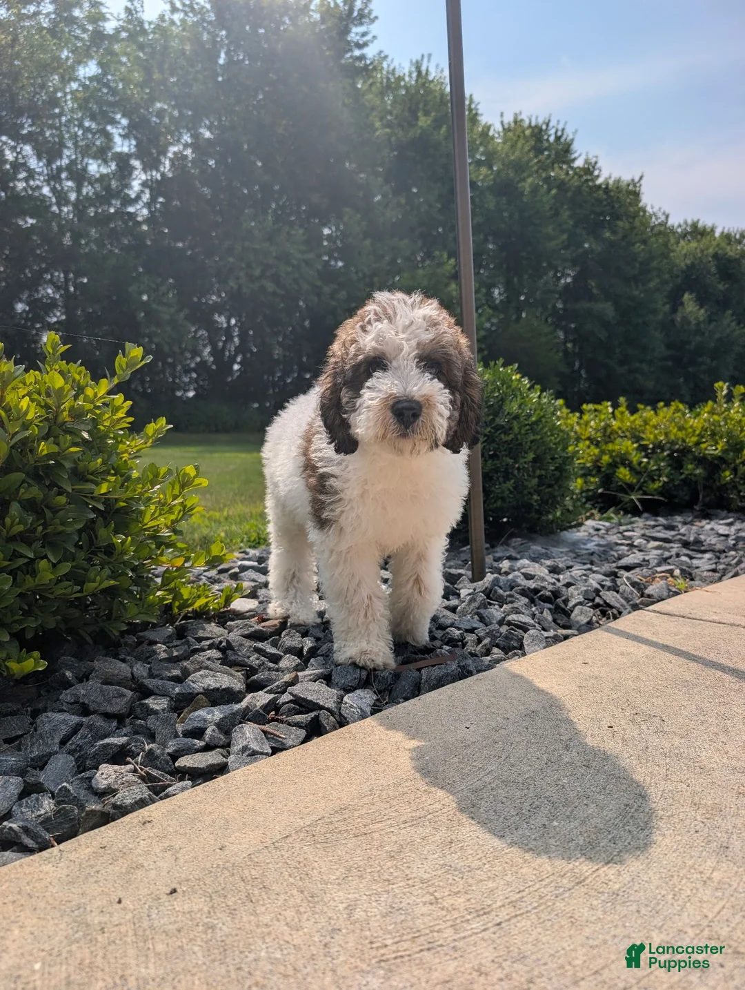 Labradoodle dogs for sale: Louie - Ad 2