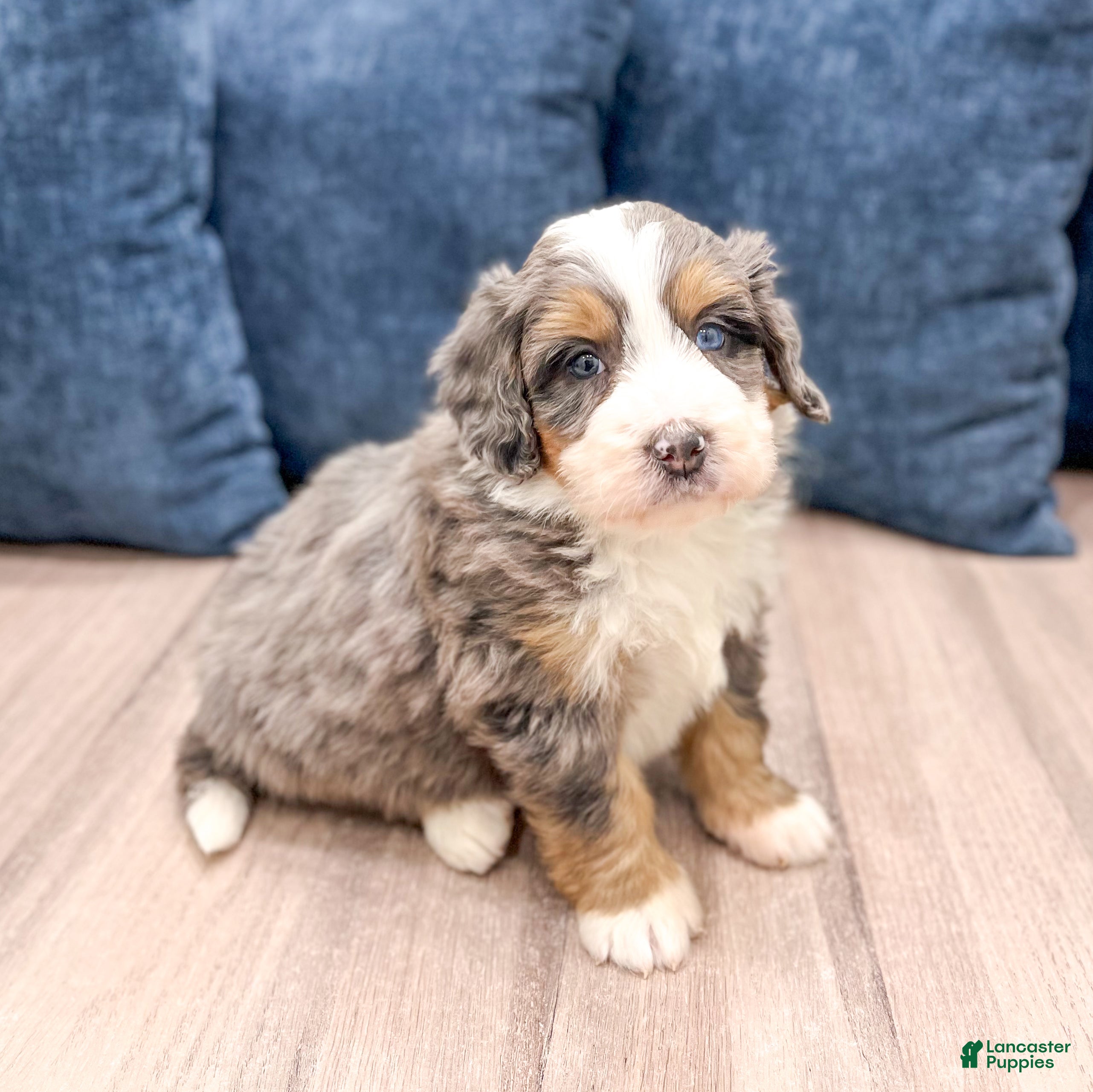 Mini Bernedoodle dogs Bentley - Ad 18