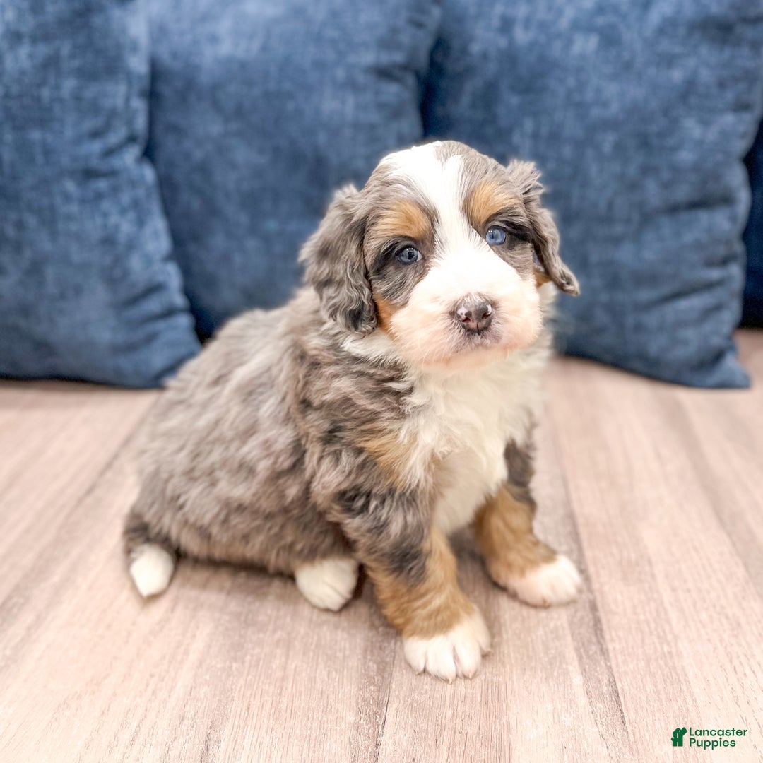 Mini Bernedoodle dogs for sale: Bentley - Ad 1