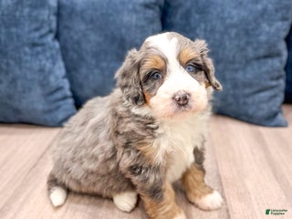 Mini Bernedoodle dogs Bentley - Ad 18