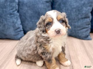 Mini Bernedoodle dogs Bentley - Ad 40