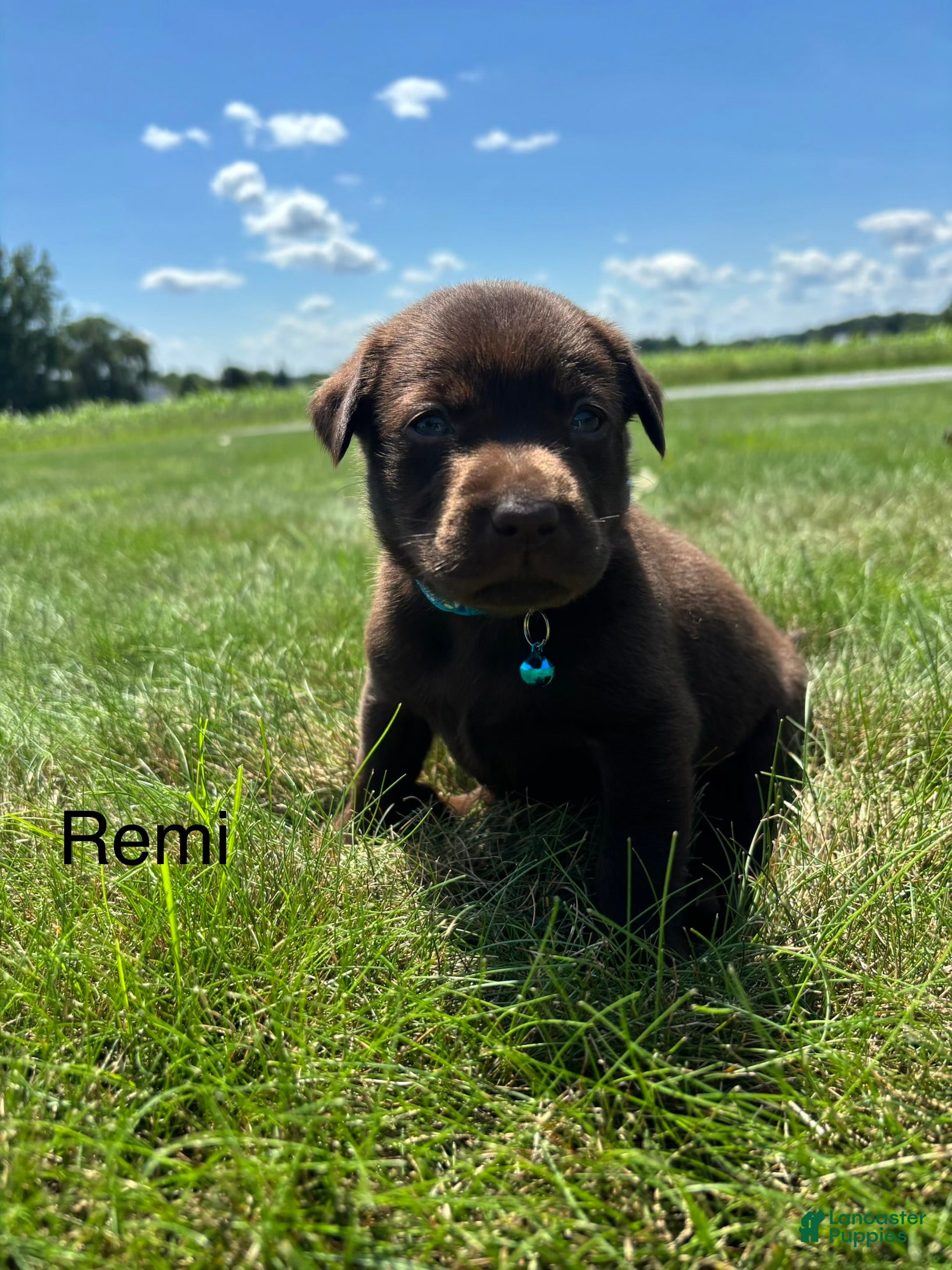 Labrador Retriever dogs Remi - Ad 2