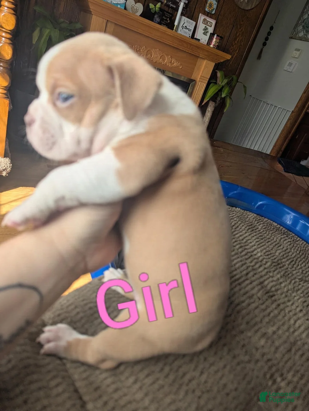 American Bully dogs for sale: American Bully 4 - Ad 2