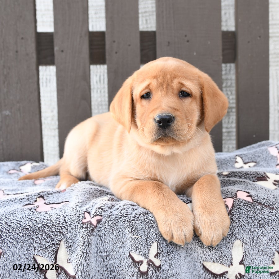 Labrador Retriever dogs Sydney - Ad 2