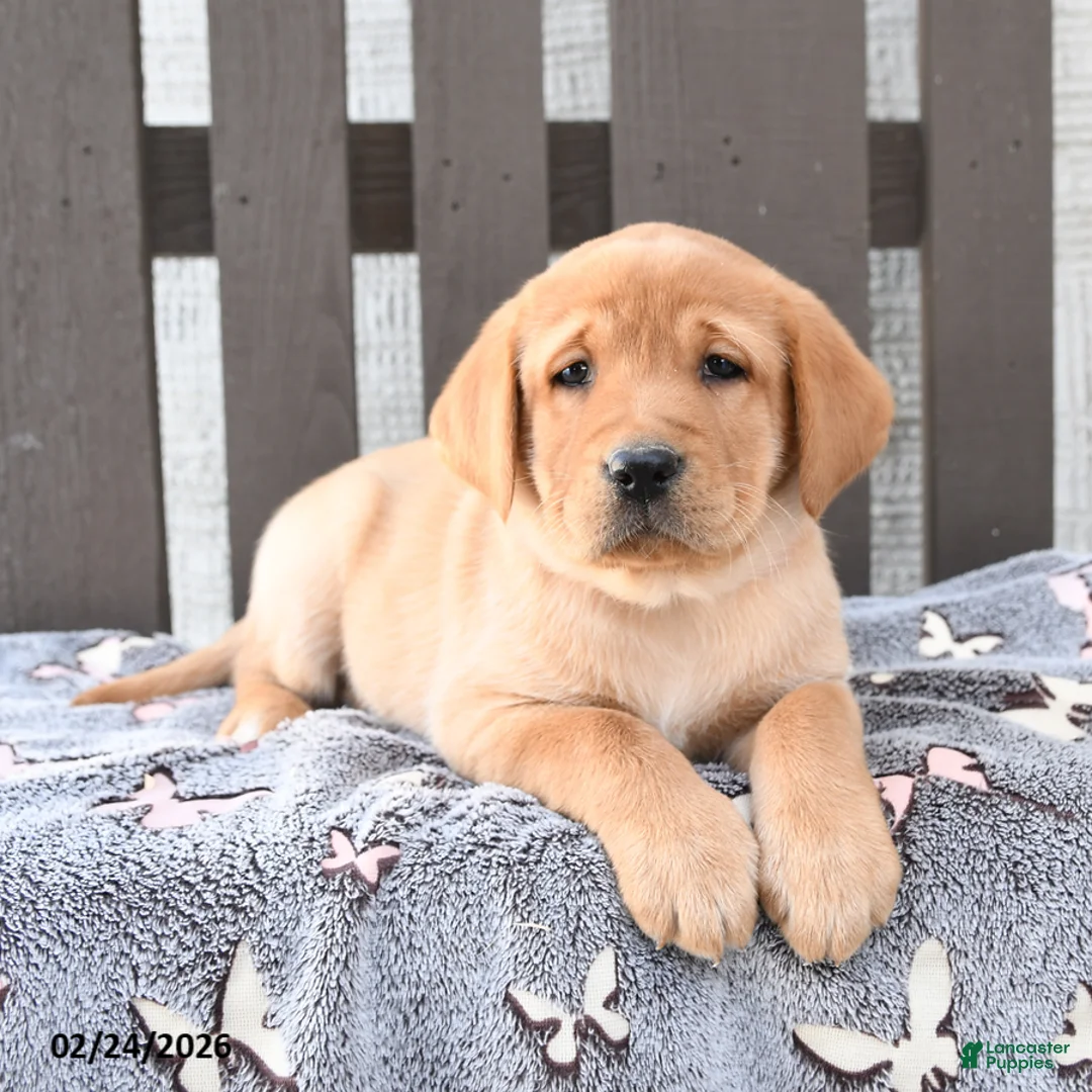 Labrador Retriever dogs for sale: Sydney - Ad 2