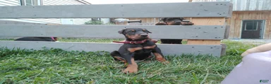 Doberman Pinscher 1