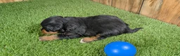 Mini Aussiedoodle dogs for sale: Sunset Girl 2 - Ad 14