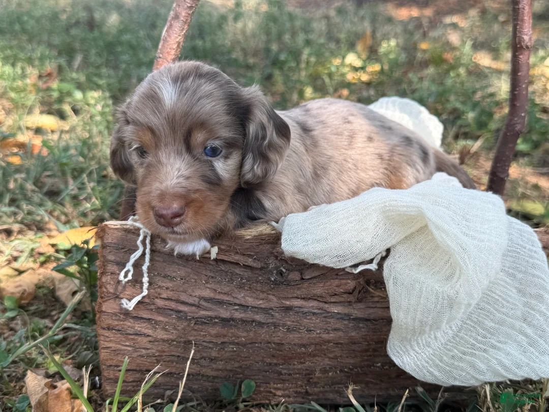 Miniature Dachshund dogs for sale: Dapple Boy - Ad 2