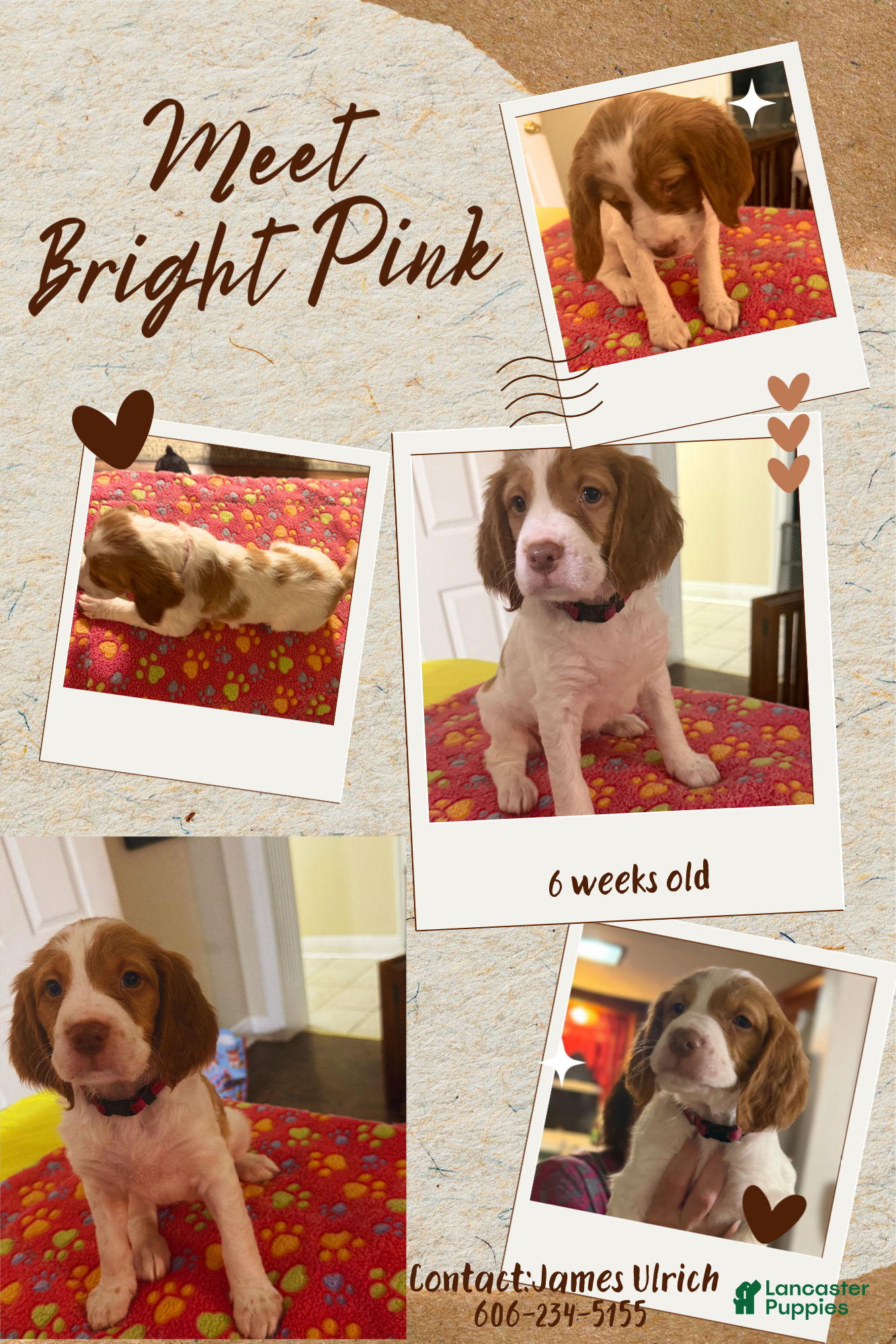 Brittany Spaniel dogs Brittany Spaniel 6 - Ad 1