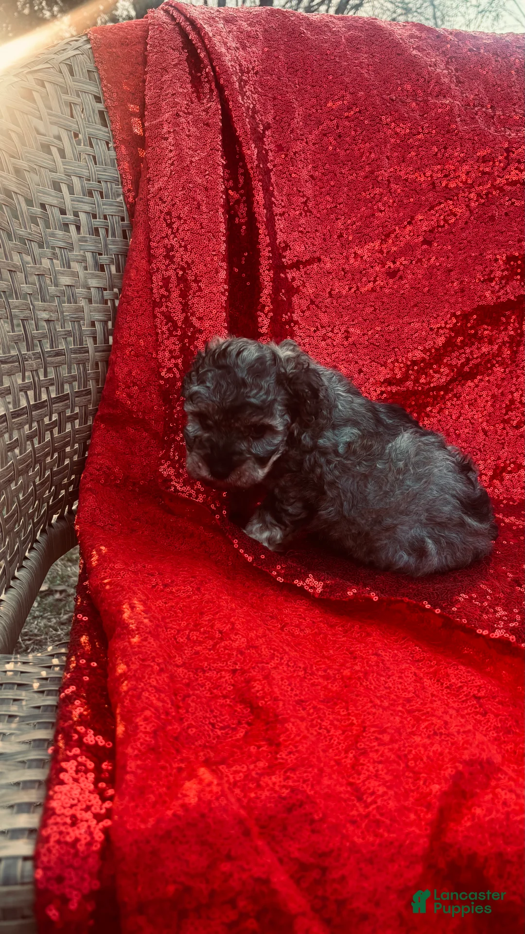 Toy Poodle dogs for sale: Toy Poodle Puppy 1 - Ad 3