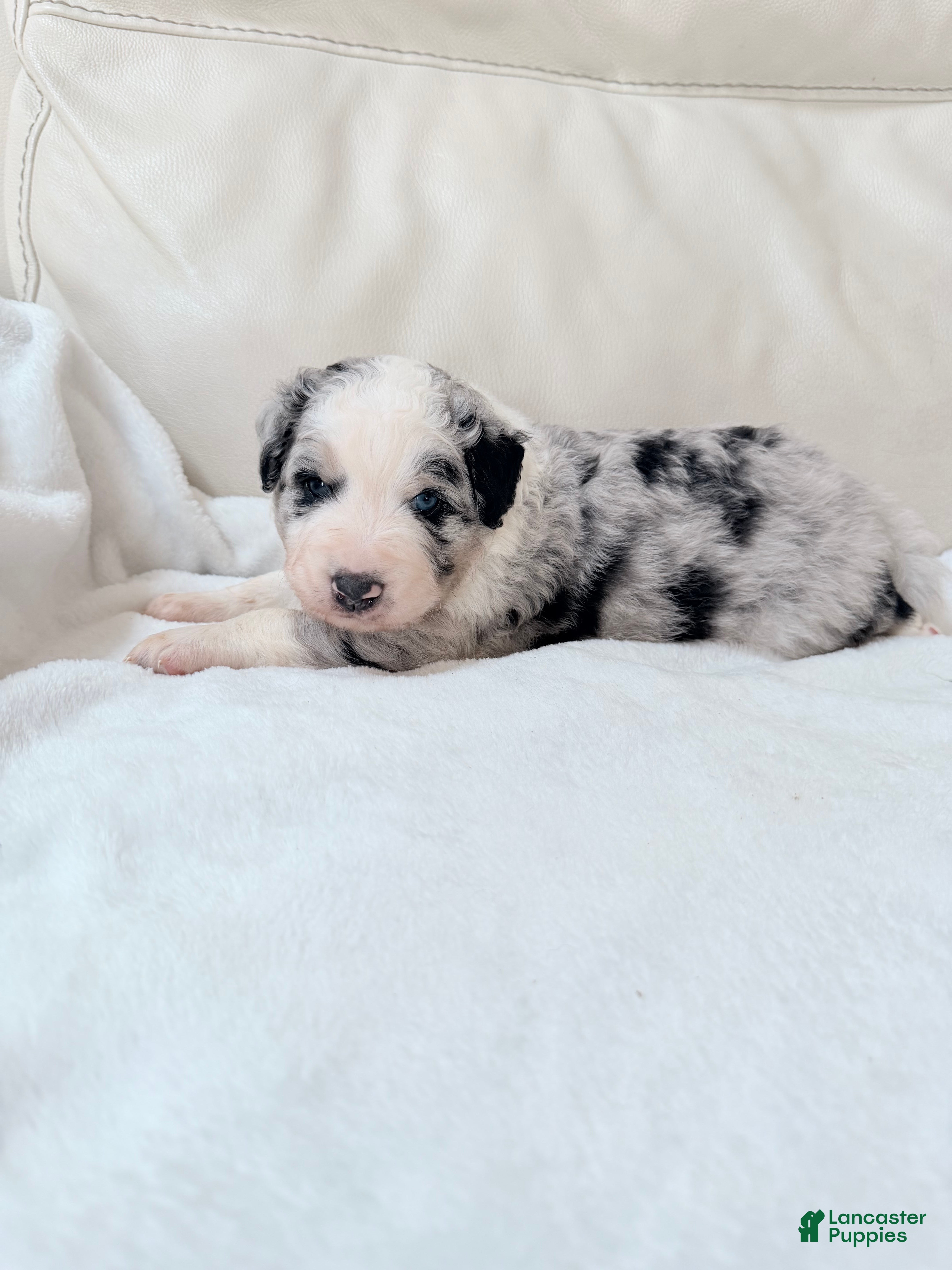 Mixed Breed dogs Cooper - Ad 1
