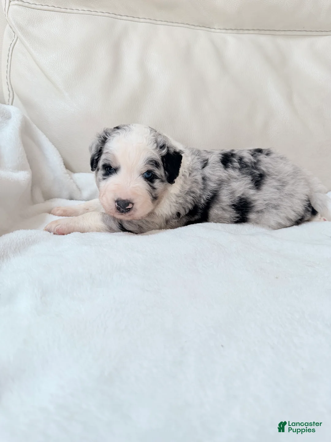Mixed Breed dogs for sale: Cooper - Ad 1