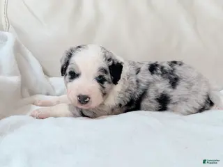Mixed Breed dogs for sale: Cooper - Ad 1