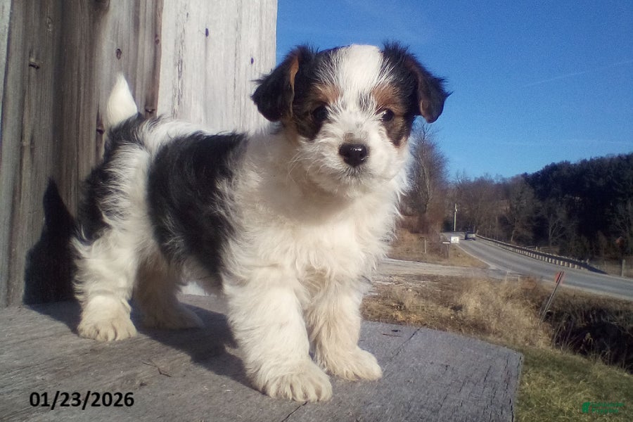 Yorkiepoo dogs Bob - Ad 8