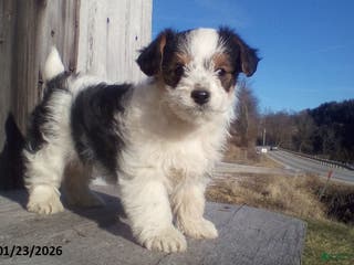 Yorkiepoo dogs Bob - Ad 8