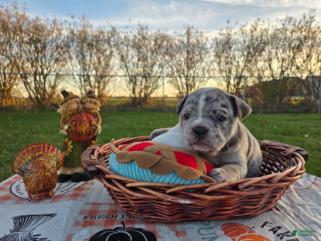 French Bulldog dogs for sale: Faith - Ad 9