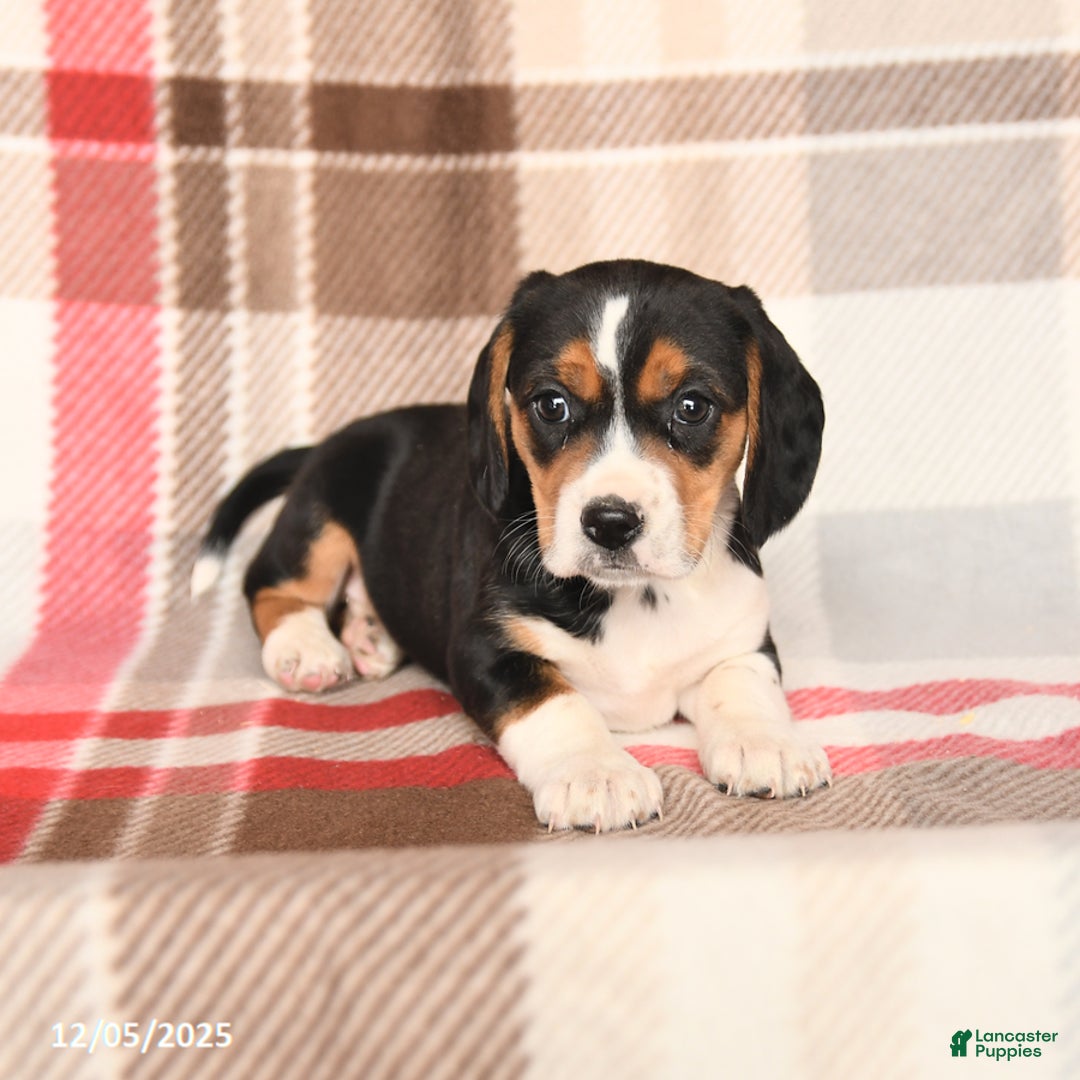 Beagle dogs for sale: Patsy - Ad 3