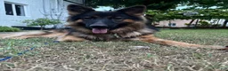 German Shepherd dogs for sale: German Shepherd Puppy 3 - Ad 4