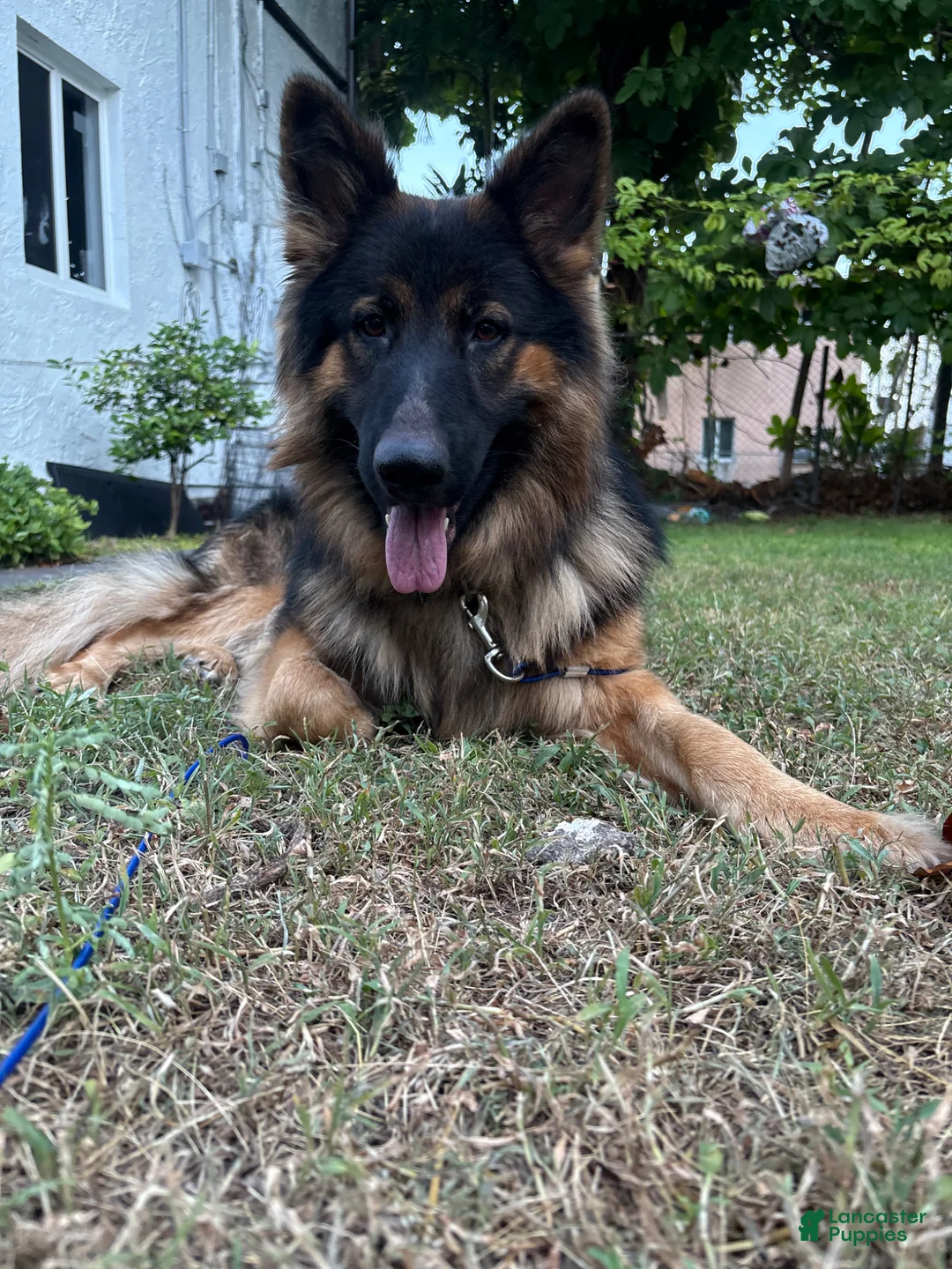 German Shepherd dogs for sale: German Shepherd Puppy 3 - Ad 4
