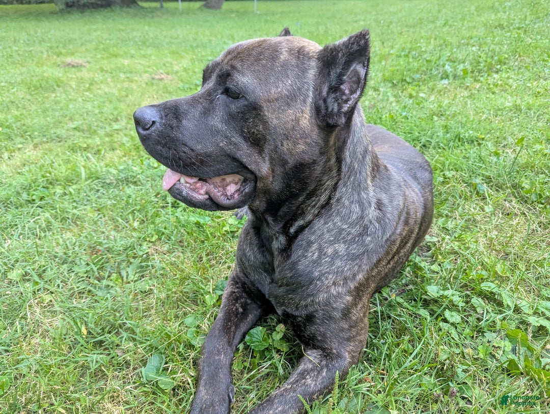 Cane Corso dogs for sale: Grey collar- male - Ad 14