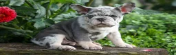 French Bulldog dogs for sale: 🐾 Magnes - Ad 14