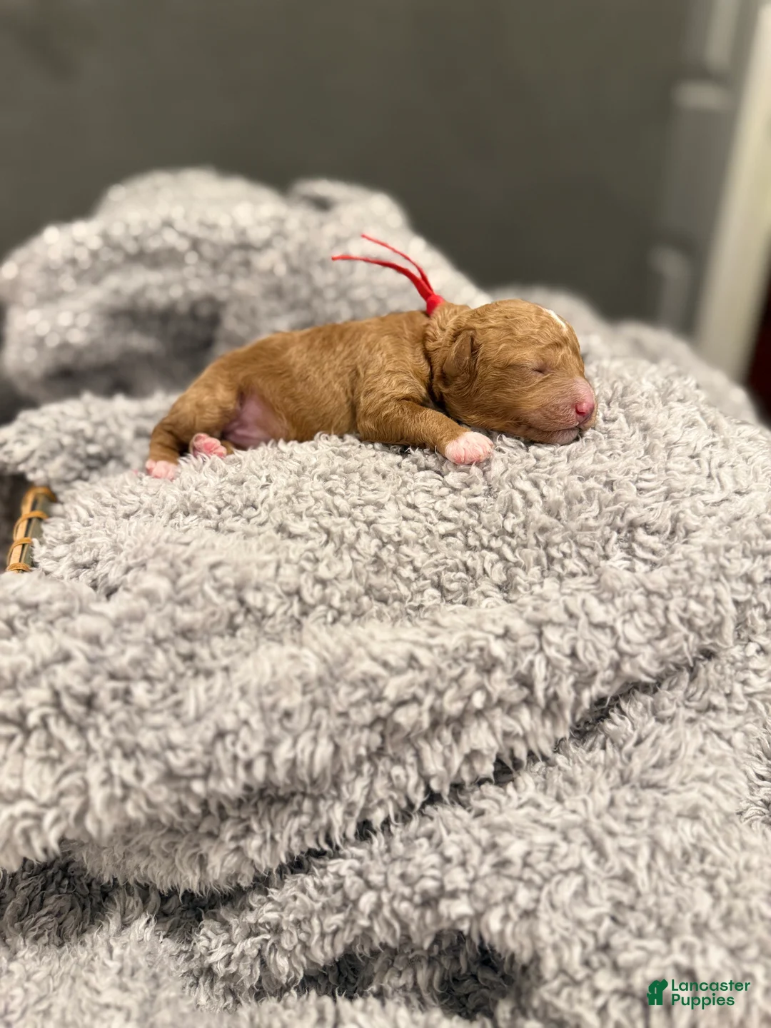 Miniature Poodle dogs for sale: River - Ad 2