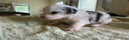 Mixed Breed dogs for sale: Spot - Ad 3