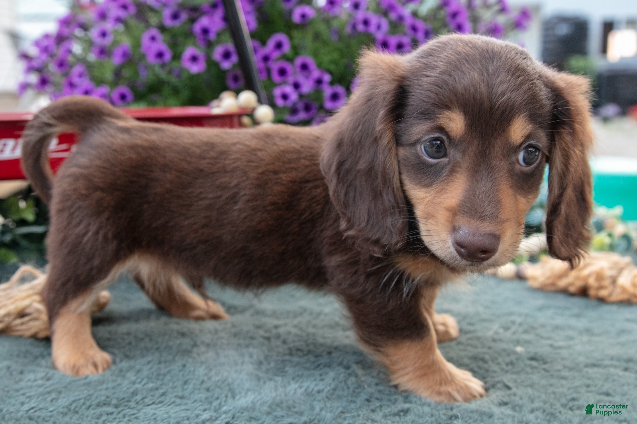 Miniature Dachshund dogs Jonas - Ad 2