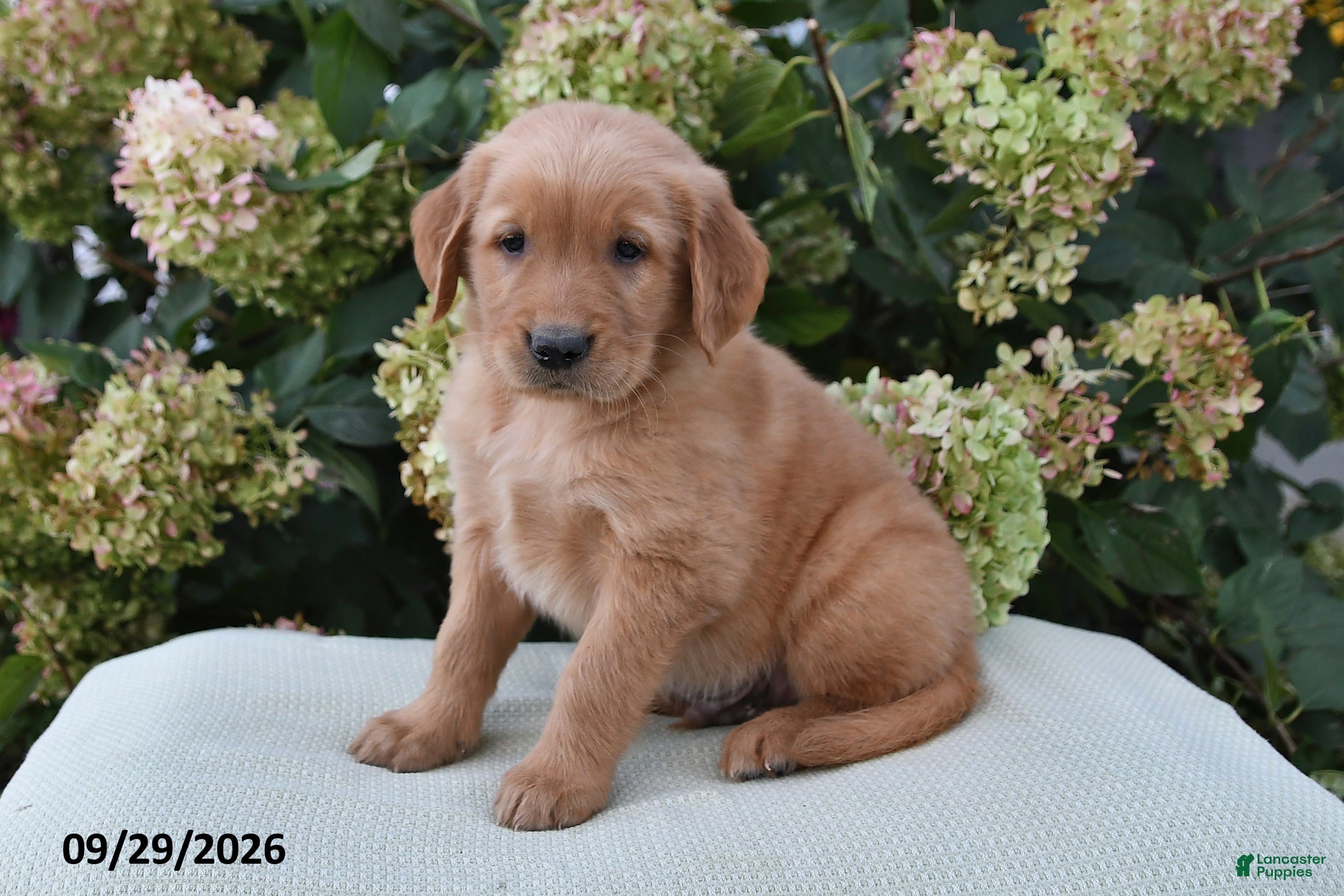 Golden Retriever dogs Bingo - Ad 1