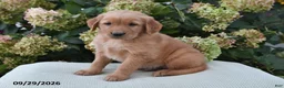 Golden Retriever dogs for sale: Bingo - Ad 1