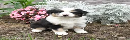 Australian Shepherd dogs for sale: Lucy - Ad 3