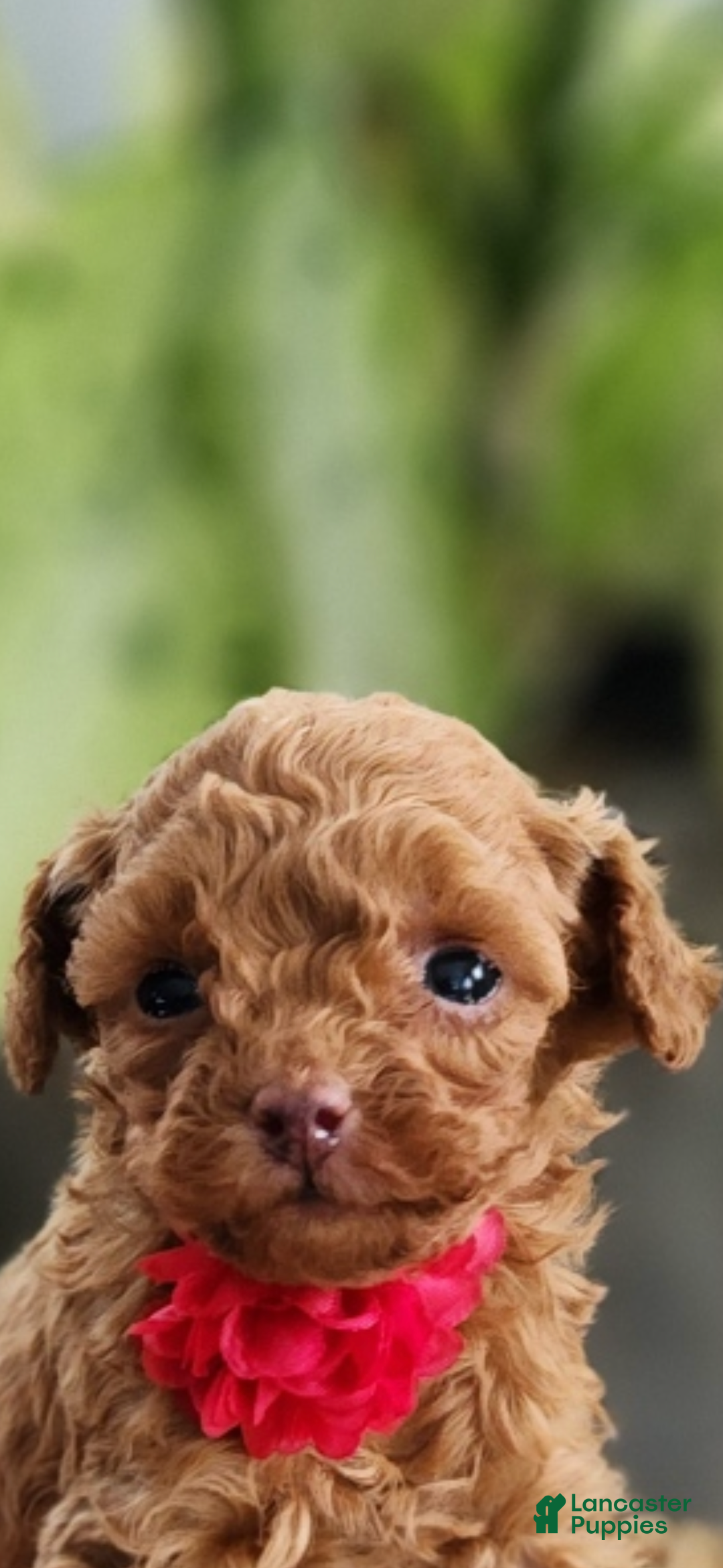 Toy Poodle dogs for sale: TEENY TINY Tailor- TEACUP AKC GENETICALLY TESTED - Ad 5