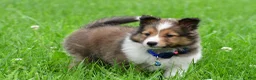 Shetland Sheepdog dogs for sale: Kevin - Ad 13