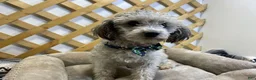 Labradoodle dogs for sale: Clint (Boy) - Ad 9