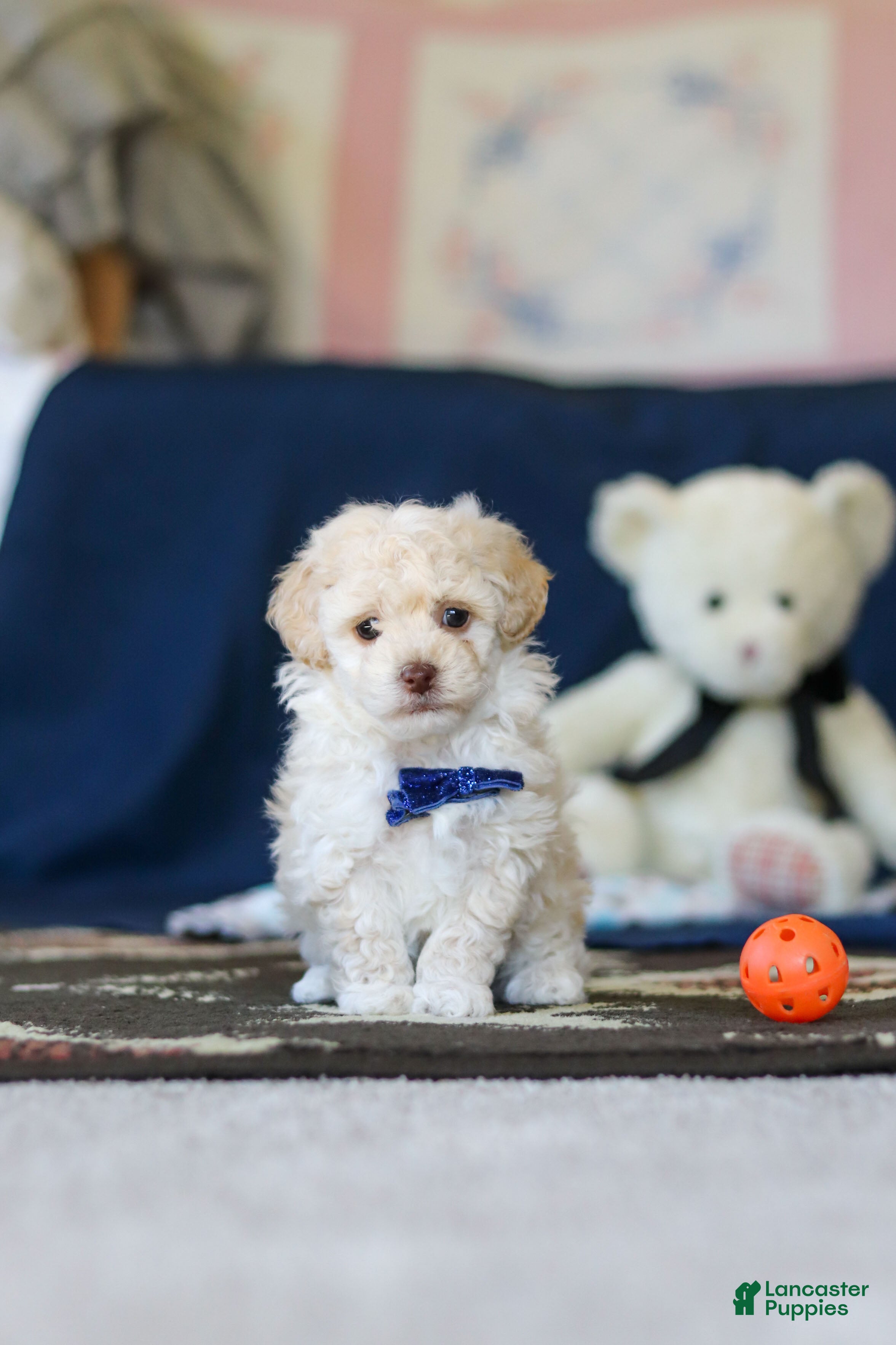 Toy Poodle dogs Biscuit - Ad 1