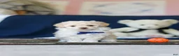 Toy Poodle dogs for sale: Biscuit - Ad 1