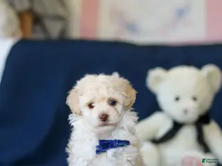 Toy Poodle dogs Biscuit - Ad 1