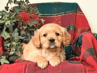 Miniature Golden Retriever dogs Buster - Ad 24