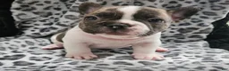 French Bulldog dogs for sale: Gaston  - Ad 3