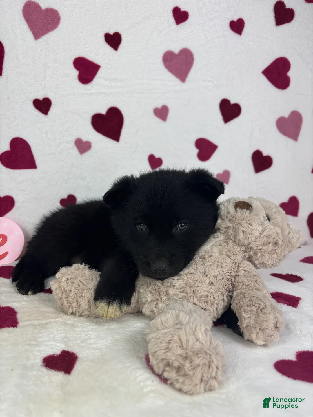 Mixed Breed dogs for sale: Callen - Ad 5