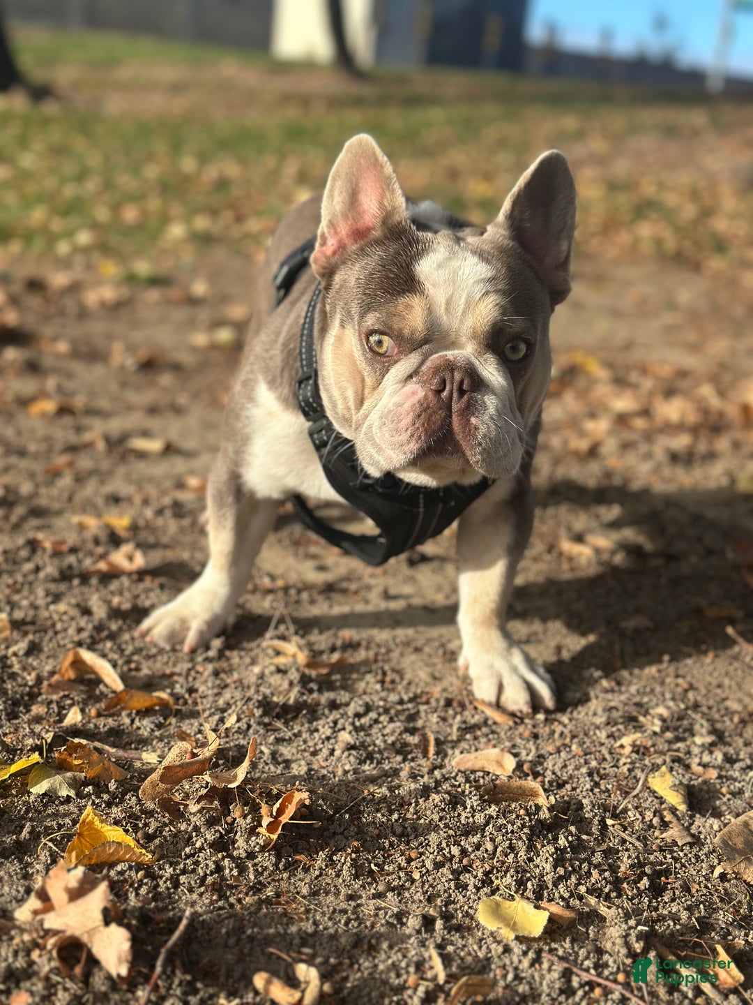 French Bulldog dogs for sale: Lilac and tan platinum fluffy pink carrier  - Ad 8