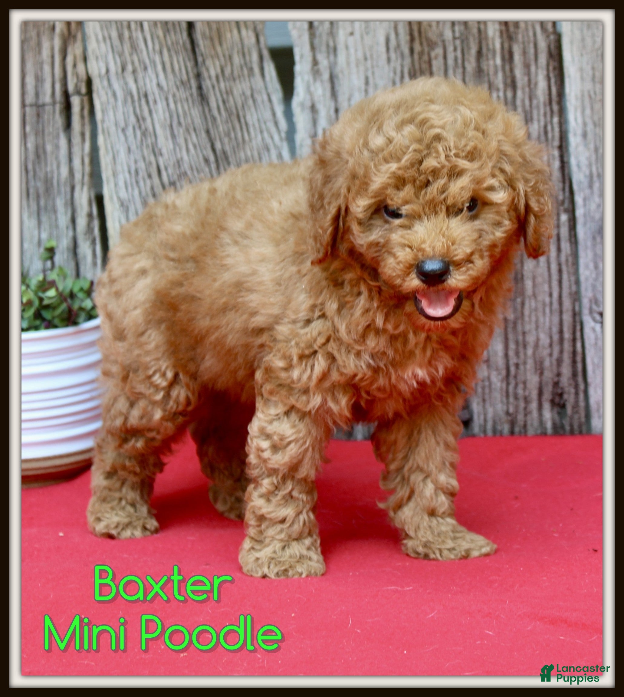 Miniature Poodle dogs Baxter - Ad 1