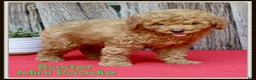 Miniature Poodle dogs for sale: Baxter - Ad 1