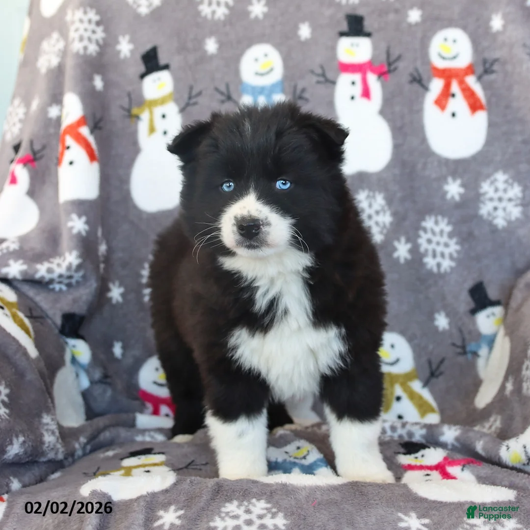 Pomsky dogs for sale: Bella   - Ad 5