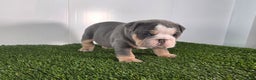 Olde English Bulldogge dogs for sale: Jax - Ad 3
