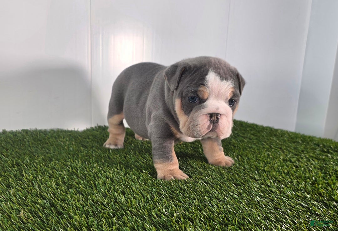 Olde English Bulldogge dogs for sale: Jax - Ad 3