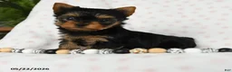 Yorkshire Terrier dogs for sale: Darling - Ad 4