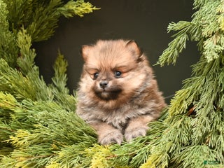 Pomeranian dogs Coco - Ad 27