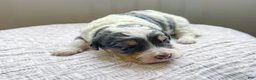 Mini Bernedoodle dogs for sale: Kodi - Ad 3